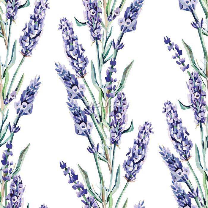 Fotobehang Lavendelbloemen op een witte achtergrond