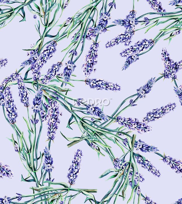 Fotobehang Lavendelbloemen op paarse achtergrond
