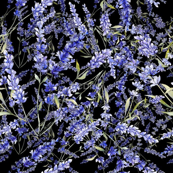 Fotobehang Lavendelbloemen op zwarte achtergrond