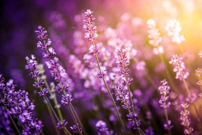 Fotobehang Lavendelbos