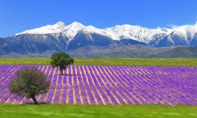 Fotobehang Lavendelplantage en besneeuwde bergen