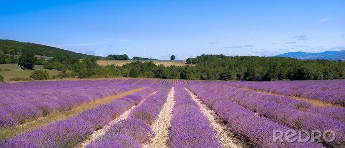 Fotobehang Lavendelplantage in Frankrijk