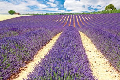 Fotobehang Lavendelplantage op een zonnige dag