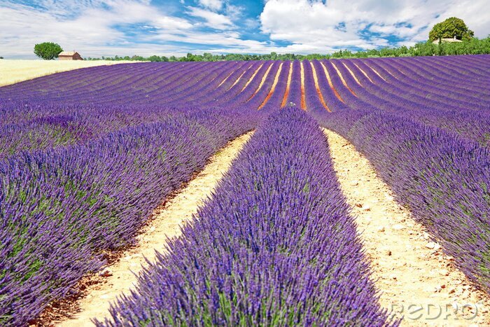 Fotobehang Lavendelplantage op een zonnige dag