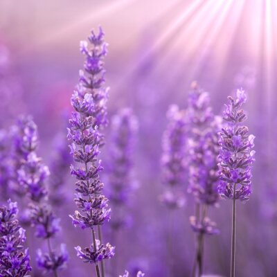 Fotobehang Lavendeltakjes in de zonnestralen