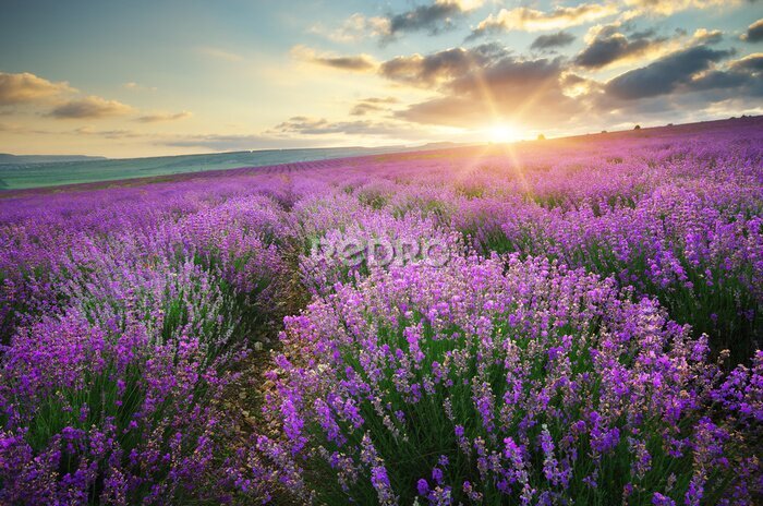 Fotobehang Lavendelveld bij zonsondergang