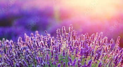 Fotobehang Lavendelveld bij zonsopgang