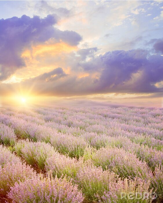 Fotobehang Lavendelveld en naderende wolken