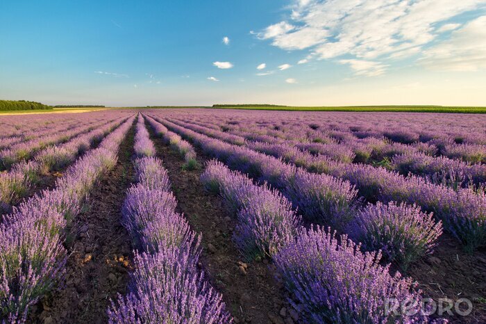 Fotobehang Lavendelveld en natuur