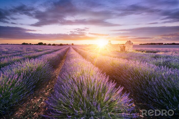 Fotobehang Lavendelveld in de stralen van de ondergaande zon