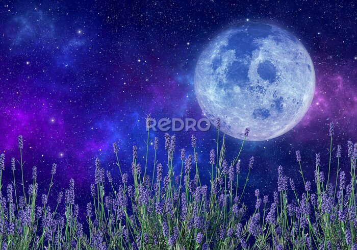 Fotobehang Lavendelveld in het maanlicht