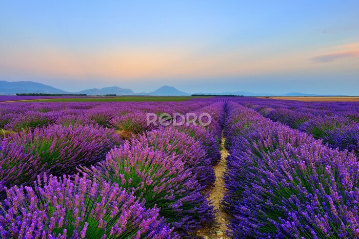 Fotobehang Lavendelveld na zonsondergang
