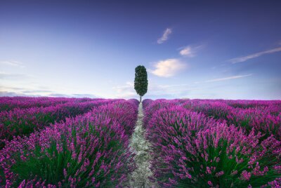 Fotobehang Lavendelvelden in Toscane