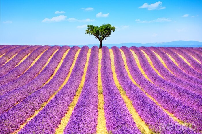 Fotobehang Lavendelvelden met één boom