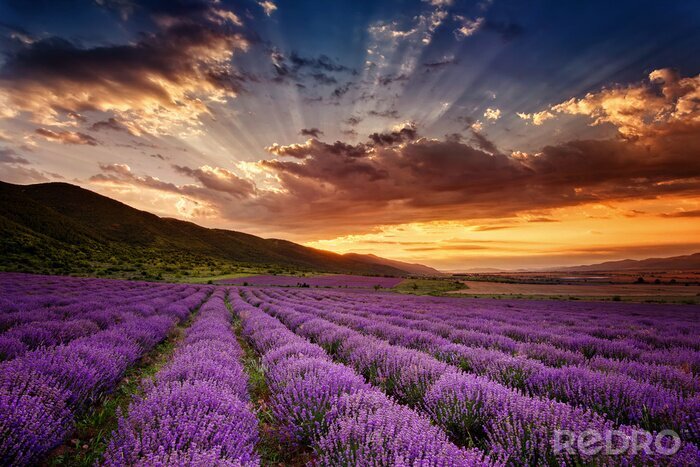 Fotobehang Lavendelvelden op de achtergrond van bergen