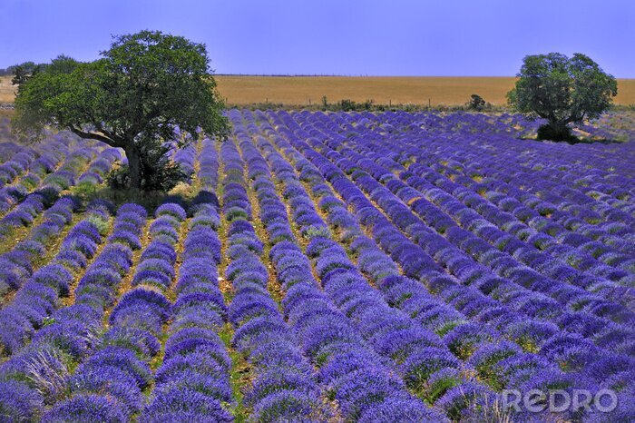 Fotobehang Lavendelzaailingen op een veld