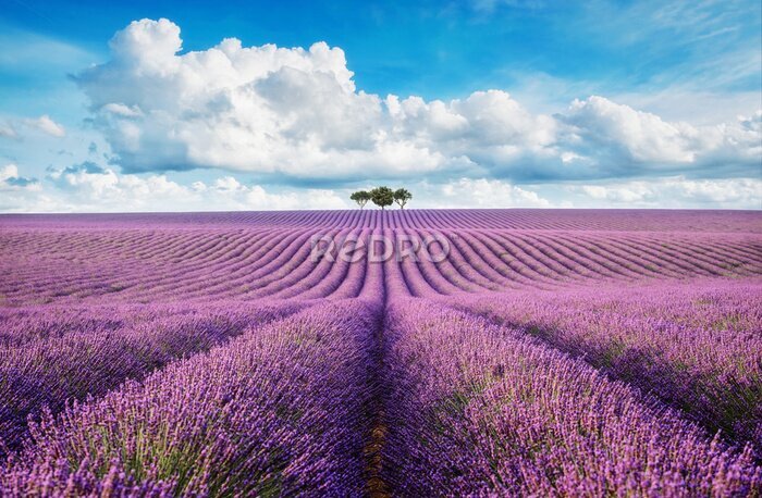 Fotobehang lavender field with tree with cloudy sky