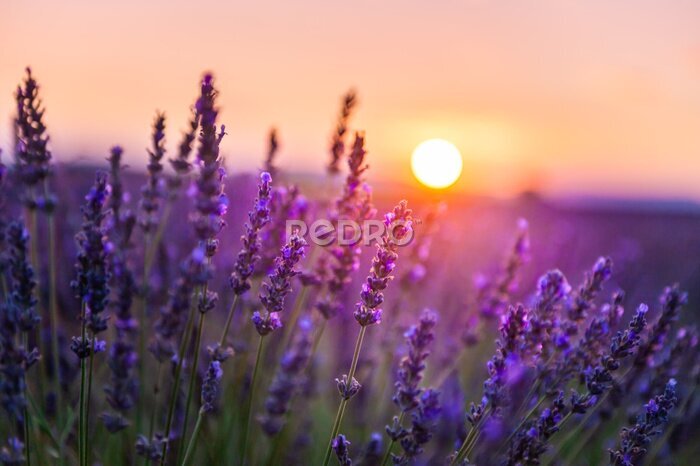 Fotobehang Lavender flowers at sunset in Provence, France. Macro image, shallow depth of field