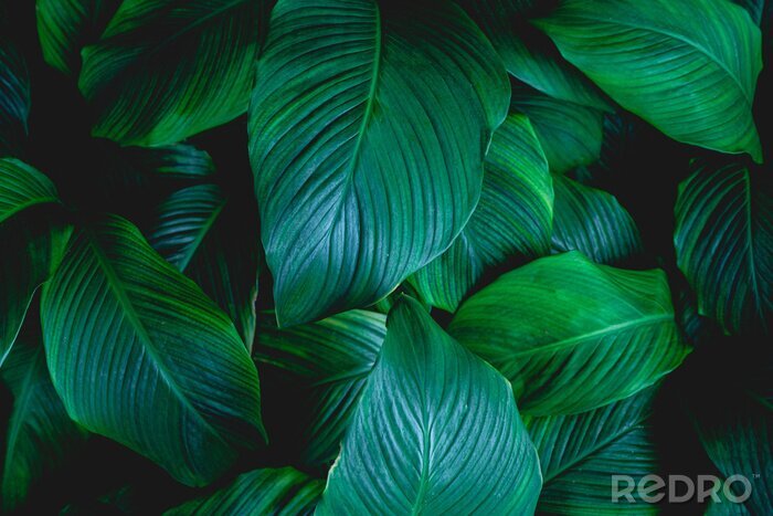 Fotobehang leaves of Spathiphyllum cannifolium, abstract green texture, nature background, tropical leaf