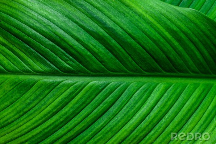 Fotobehang leaves of Spathiphyllum cannifolium, abstract green texture, nature background, tropical leaf