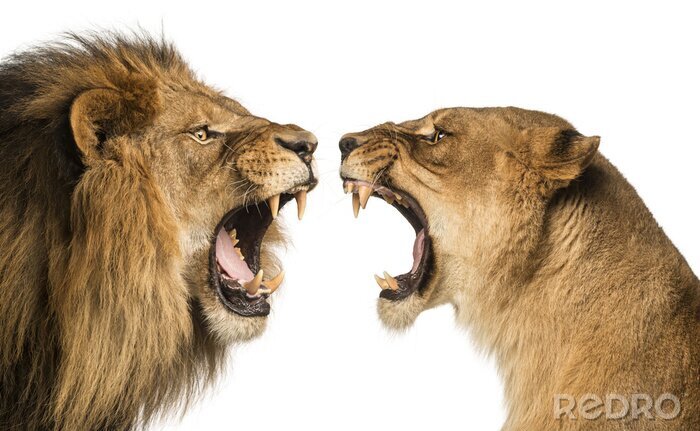 Fotobehang Leeuw en leeuwin tonen hun hoektanden
