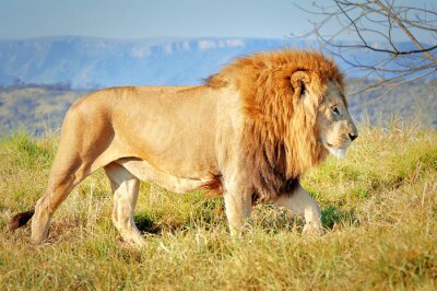 Fotobehang Leeuw in het Lion Park, Kwazulu Natal, Zuid-Afrika