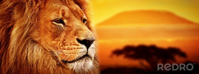 Fotobehang Leeuw op de achtergrond van de ondergaande zon