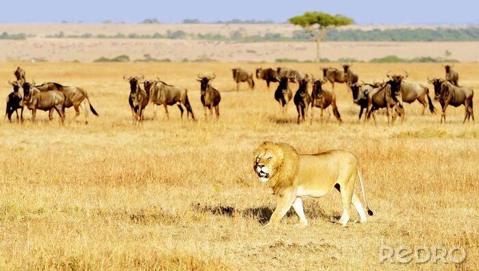Fotobehang Leeuw op de Masai Mara in Afrika