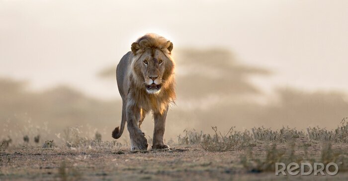 Fotobehang Leeuw op de savanne