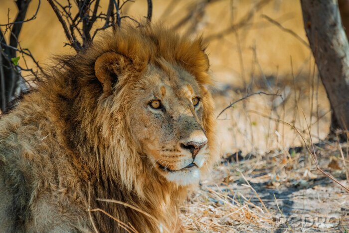 Fotobehang Leeuw op de savanne in de zon