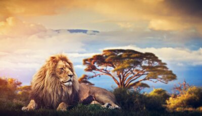 Fotobehang Leeuw op een prachtig safarilandschap