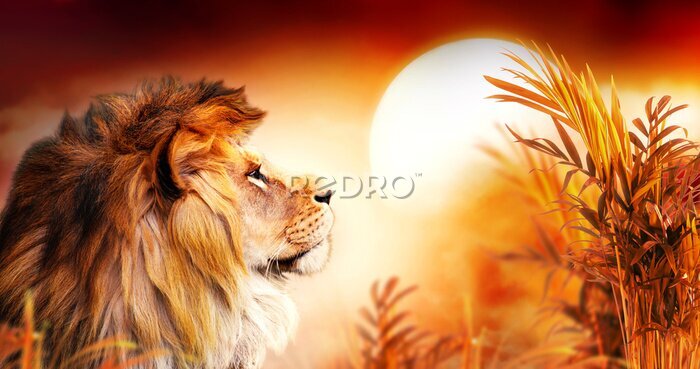 Fotobehang Leeuw op savanne tijdens zonsondergang