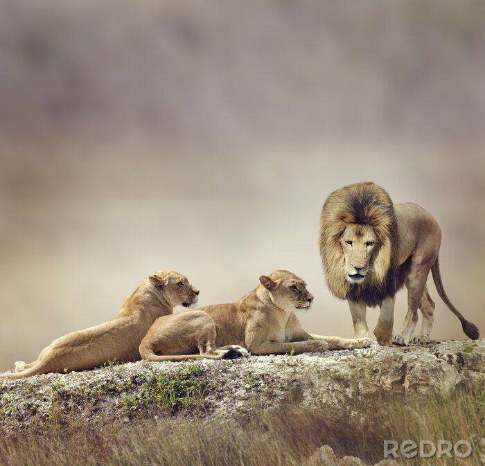 Fotobehang Leeuwen familie op de rotsen