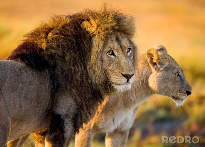 Fotobehang Leeuwen in de savanne