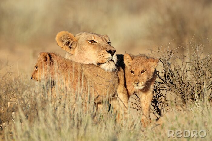 Fotobehang Leeuwin en welpen op een savanne
