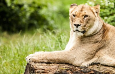 Fotobehang Leeuwin liggend op een boom