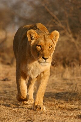 Leeuwin loopt over de savanne
