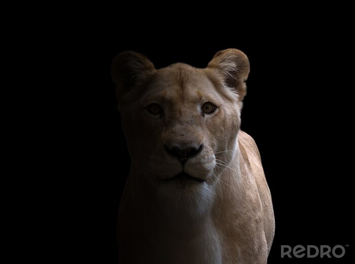 Fotobehang Leeuwin op een zwarte achtergrond