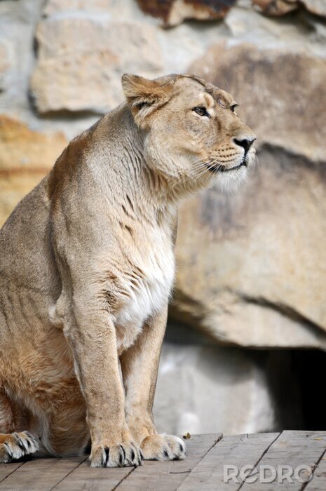 Fotobehang Leeuwin zittend in een dierentuin