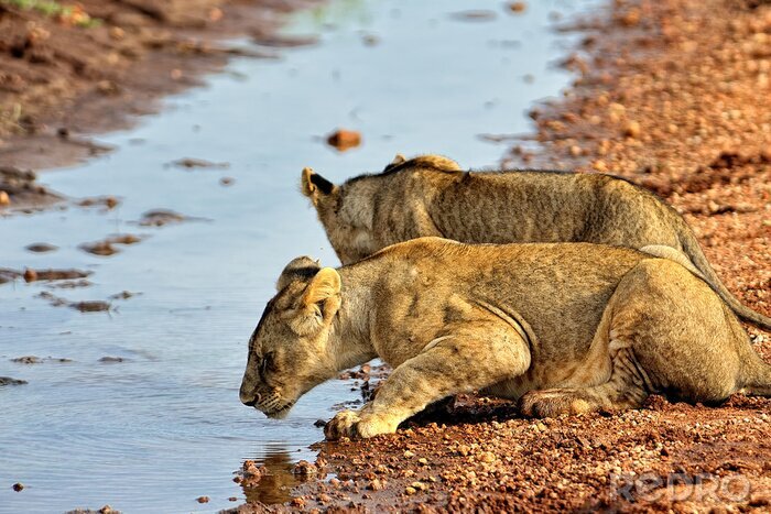 Fotobehang Leeuwinnen bij de rivier
