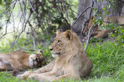 Fotobehang Leeuwinnen liggend op een savanne