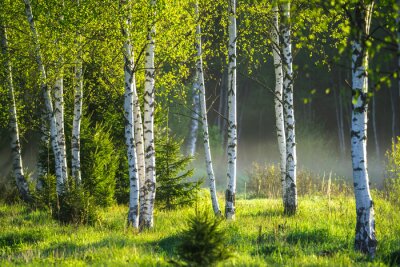 Fotobehang Lente in het berkenbos