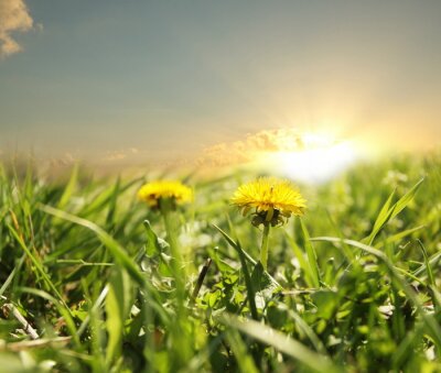 Fotobehang Lente weide en natuur