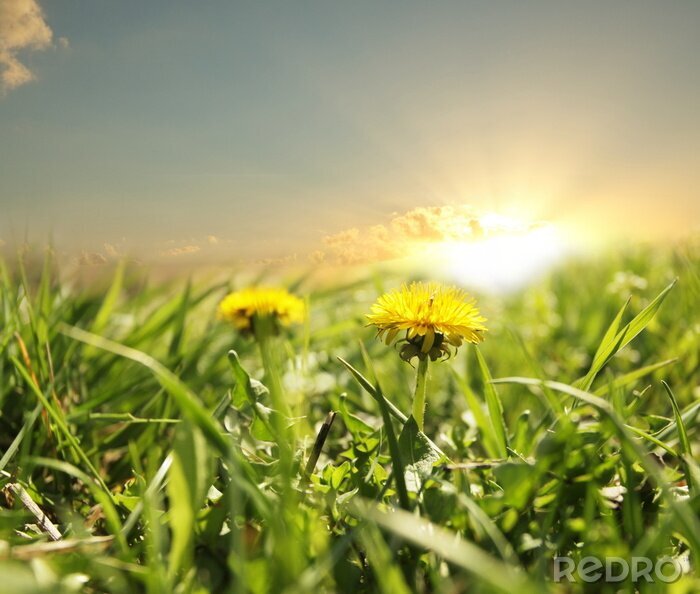 Fotobehang Lente weide en natuur