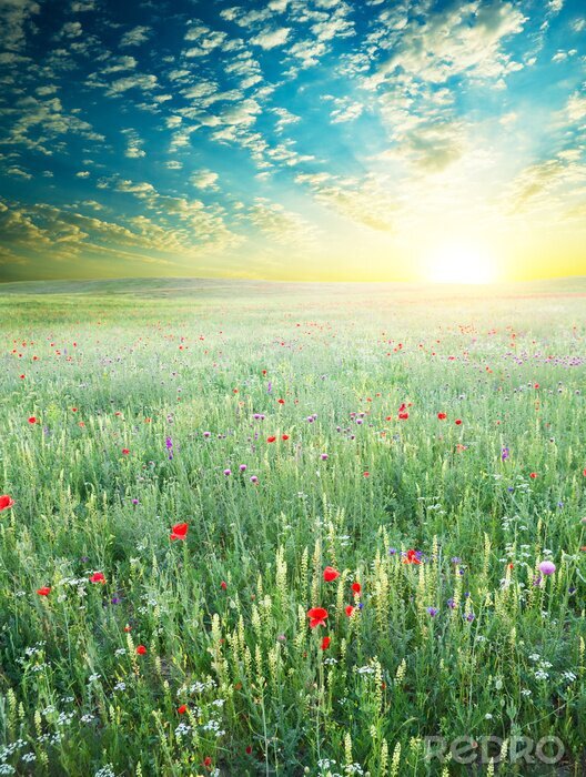 Fotobehang Lente weide van paarse bloem.