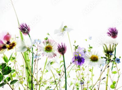 Fotobehang Lentebloemen op een witte achtergrond