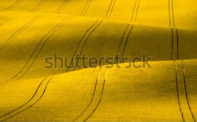 Fotobehang Lentelandschap met geel koolzaadveld in de natuur