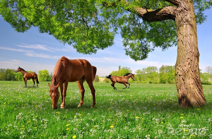 Fotobehang Lentelandschap met paarden