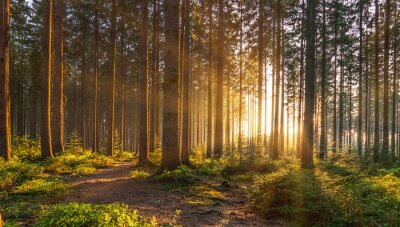 Fotobehang Lentelandschap met zonsopgang in het bos