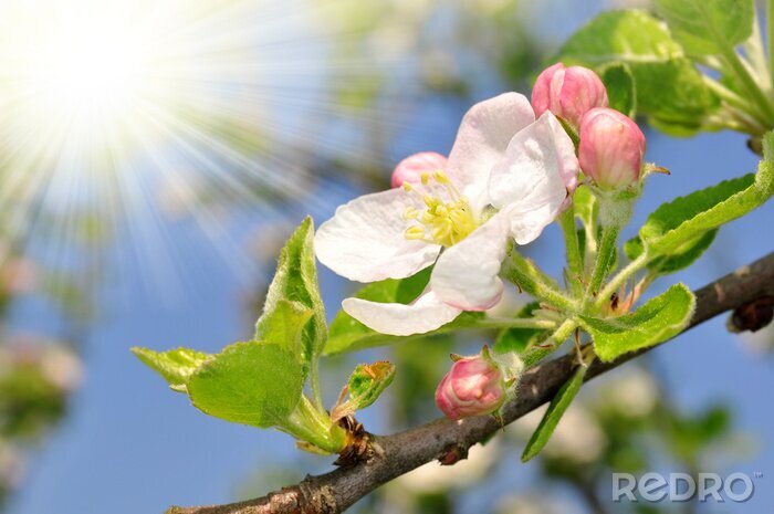 Fotobehang Lentenatuur